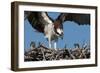 USA, Florida, Sanibel Island, Ding Darling NWR, Osprey Nest with adults and two babies-Bernard Friel-Framed Photographic Print