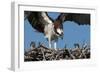 USA, Florida, Sanibel Island, Ding Darling NWR, Osprey Nest with adults and two babies-Bernard Friel-Framed Photographic Print