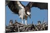 USA, Florida, Sanibel Island, Ding Darling NWR, Osprey Nest with adults and two babies-Bernard Friel-Mounted Photographic Print