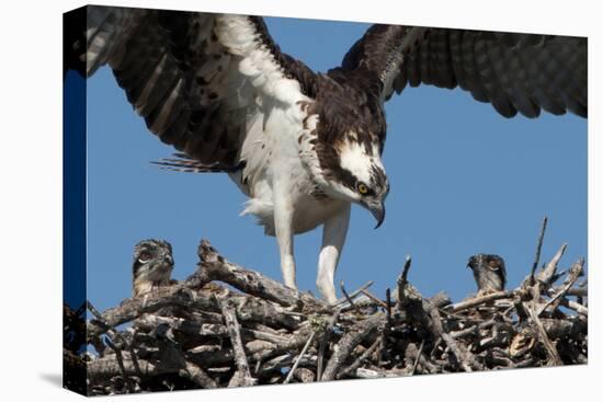 USA, Florida, Sanibel Island, Ding Darling NWR, Osprey Nest with adults and two babies-Bernard Friel-Stretched Canvas