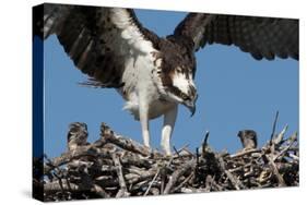 USA, Florida, Sanibel Island, Ding Darling NWR, Osprey Nest with adults and two babies-Bernard Friel-Stretched Canvas