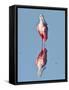 USA, Florida, Sanibel Island, Ding Darling NWR, Roseate Spoonbill-Bernard Friel-Framed Stretched Canvas