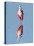 USA, Florida, Sanibel Island, Ding Darling NWR, Roseate Spoonbill-Bernard Friel-Stretched Canvas