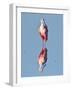 USA, Florida, Sanibel Island, Ding Darling NWR, Roseate Spoonbill-Bernard Friel-Framed Photographic Print