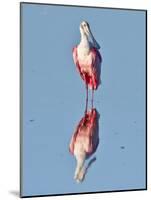 USA, Florida, Sanibel Island, Ding Darling NWR, Roseate Spoonbill-Bernard Friel-Mounted Photographic Print