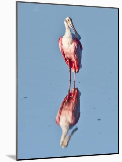 USA, Florida, Sanibel Island, Ding Darling NWR, Roseate Spoonbill-Bernard Friel-Mounted Photographic Print