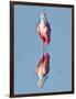 USA, Florida, Sanibel Island, Ding Darling NWR, Roseate Spoonbill-Bernard Friel-Framed Photographic Print