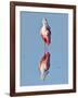 USA, Florida, Sanibel Island, Ding Darling NWR, Roseate Spoonbill-Bernard Friel-Framed Photographic Print