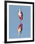 USA, Florida, Sanibel Island, Ding Darling NWR, Roseate Spoonbill-Bernard Friel-Framed Photographic Print