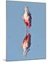 USA, Florida, Sanibel Island, Ding Darling NWR, Roseate Spoonbill-Bernard Friel-Mounted Photographic Print