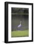 USA, Florida, Sarasota, A grey heron at Myakka River State Park-Hollice Looney-Framed Photographic Print