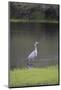 USA, Florida, Sarasota, A grey heron at Myakka River State Park-Hollice Looney-Mounted Photographic Print