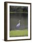 USA, Florida, Sarasota, A grey heron at Myakka River State Park-Hollice Looney-Framed Photographic Print