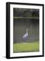 USA, Florida, Sarasota, A grey heron at Myakka River State Park-Hollice Looney-Framed Photographic Print