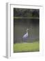 USA, Florida, Sarasota, A grey heron at Myakka River State Park-Hollice Looney-Framed Photographic Print