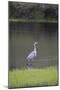 USA, Florida, Sarasota, A grey heron at Myakka River State Park-Hollice Looney-Mounted Photographic Print