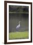 USA, Florida, Sarasota, A grey heron at Myakka River State Park-Hollice Looney-Framed Photographic Print