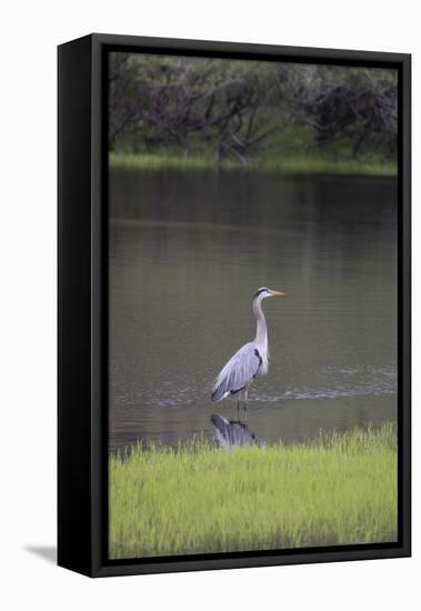 USA, Florida, Sarasota, A grey heron at Myakka River State Park-Hollice Looney-Framed Stretched Canvas