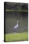 USA, Florida, Sarasota, A grey heron at Myakka River State Park-Hollice Looney-Stretched Canvas
