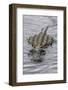 USA, Florida, Sarasota, An Alligator at Myakka River State Park-Hollice Looney-Framed Photographic Print