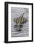 USA, Florida, Sarasota, An Alligator at Myakka River State Park-Hollice Looney-Framed Photographic Print