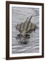 USA, Florida, Sarasota, An Alligator at Myakka River State Park-Hollice Looney-Framed Photographic Print