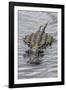 USA, Florida, Sarasota, An Alligator at Myakka River State Park-Hollice Looney-Framed Photographic Print