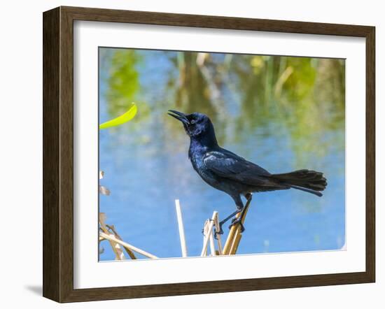 USA, Florida, Sarasota, Boat-tailed Grackle-Bernard Friel-Framed Photographic Print