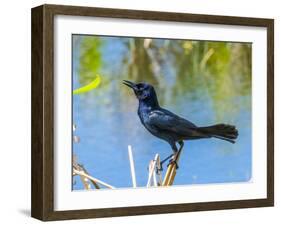 USA, Florida, Sarasota, Boat-tailed Grackle-Bernard Friel-Framed Photographic Print