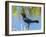 USA, Florida, Sarasota, Boat-tailed Grackle-Bernard Friel-Framed Photographic Print