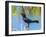 USA, Florida, Sarasota, Boat-tailed Grackle-Bernard Friel-Framed Photographic Print