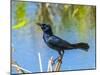 USA, Florida, Sarasota, Boat-tailed Grackle-Bernard Friel-Mounted Photographic Print