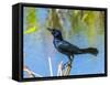 USA, Florida, Sarasota, Boat-tailed Grackle-Bernard Friel-Framed Stretched Canvas