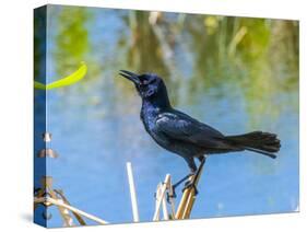 USA, Florida, Sarasota, Boat-tailed Grackle-Bernard Friel-Stretched Canvas