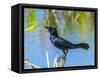 USA, Florida, Sarasota, Boat-tailed Grackle-Bernard Friel-Framed Stretched Canvas