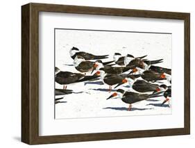 USA, Florida, Sarasota. Crescent Beach, Siesta Key, Black Skimmer flock-Bernard Friel-Framed Photographic Print