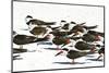 USA, Florida, Sarasota. Crescent Beach, Siesta Key, Black Skimmer flock-Bernard Friel-Mounted Photographic Print