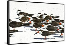 USA, Florida, Sarasota. Crescent Beach, Siesta Key, Black Skimmer flock-Bernard Friel-Framed Stretched Canvas