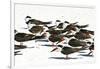USA, Florida, Sarasota. Crescent Beach, Siesta Key, Black Skimmer flock-Bernard Friel-Framed Photographic Print
