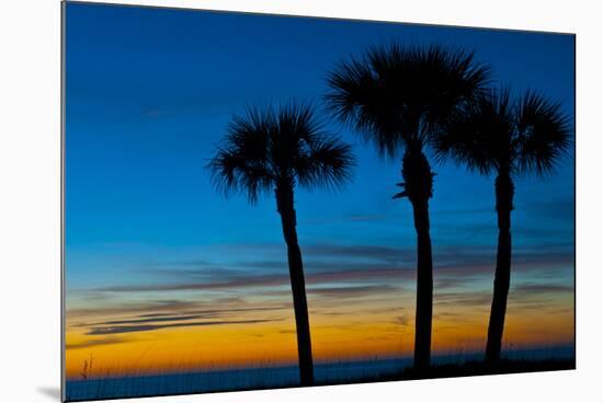 USA, Florida, Sarasota, Crescent Beach, Siesta Key. sunset and palm trees-Bernard Friel-Mounted Photographic Print