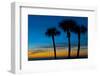 USA, Florida, Sarasota, Crescent Beach, Siesta Key. sunset and palm trees-Bernard Friel-Framed Photographic Print