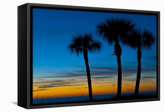 USA, Florida, Sarasota, Crescent Beach, Siesta Key. sunset and palm trees-Bernard Friel-Framed Stretched Canvas