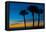 USA, Florida, Sarasota, Crescent Beach, Siesta Key. sunset and palm trees-Bernard Friel-Framed Stretched Canvas