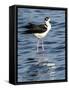 USA, Florida, Sarasota, Myakka River State Park, Black-necked Stilt-Bernard Friel-Framed Stretched Canvas