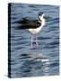 USA, Florida, Sarasota, Myakka River State Park, Black-necked Stilt-Bernard Friel-Stretched Canvas