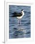 USA, Florida, Sarasota, Myakka River State Park, Black-necked Stilt-Bernard Friel-Framed Photographic Print