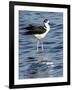 USA, Florida, Sarasota, Myakka River State Park, Black-necked Stilt-Bernard Friel-Framed Photographic Print