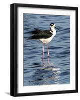 USA, Florida, Sarasota, Myakka River State Park, Black-necked Stilt-Bernard Friel-Framed Photographic Print