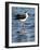 USA, Florida, Sarasota, Myakka River State Park, Black-necked Stilt-Bernard Friel-Framed Photographic Print