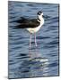 USA, Florida, Sarasota, Myakka River State Park, Black-necked Stilt-Bernard Friel-Mounted Photographic Print